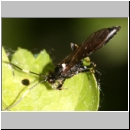 Stenichneumon militarius - Schlupfwespe 01a 13mm - fdet02b-Joel Valemberg.jpg